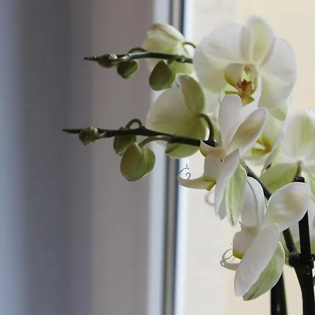 Apartment Galeriewohnung In Der Neustadt *