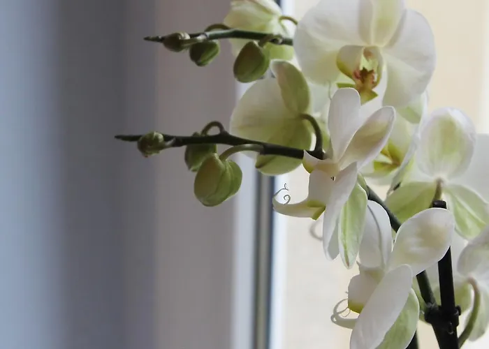 Apartmán Galeriewohnung In Der Neustadt *