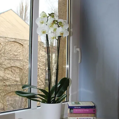 Appartement Galeriewohnung In Der Neustadt Dresden